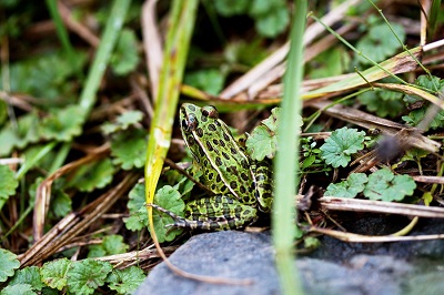 La grenouille léopard - Ottawa Riverkeeper