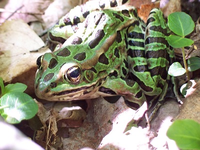 Walking Frog 03 Green Leopard 