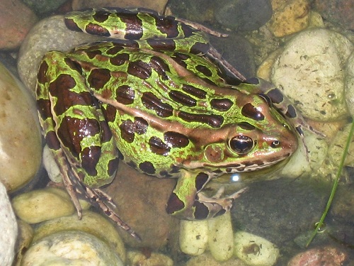 La grenouille léopard - Ottawa Riverkeeper