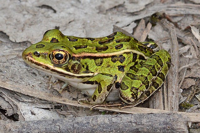 Grenouille léopard