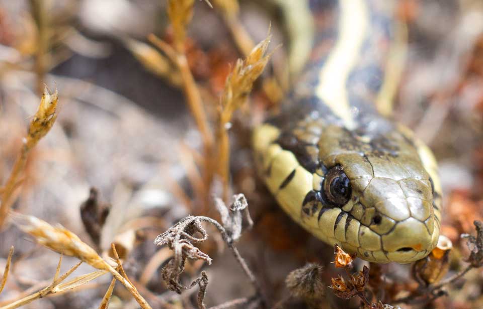 Garter Snake