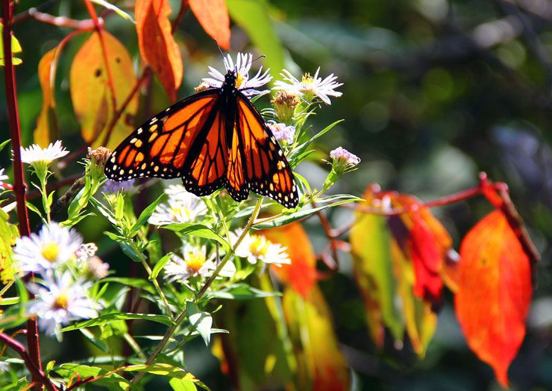 Monarch Butterfly
