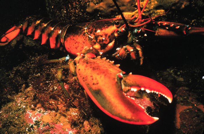North American Lobster