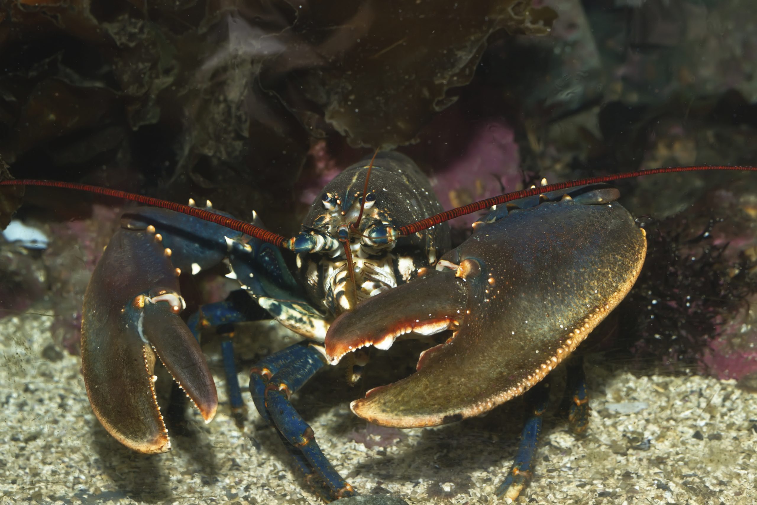 Homard d'Amérique