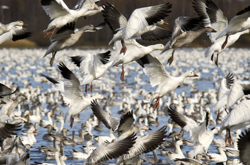Greater Snow Goose 