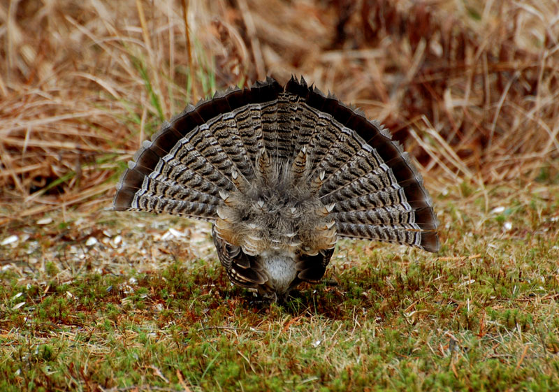 Hinterland Who's Who - Benefits of Wildlife Hinterland Who's Who - Benefits of Wildlife