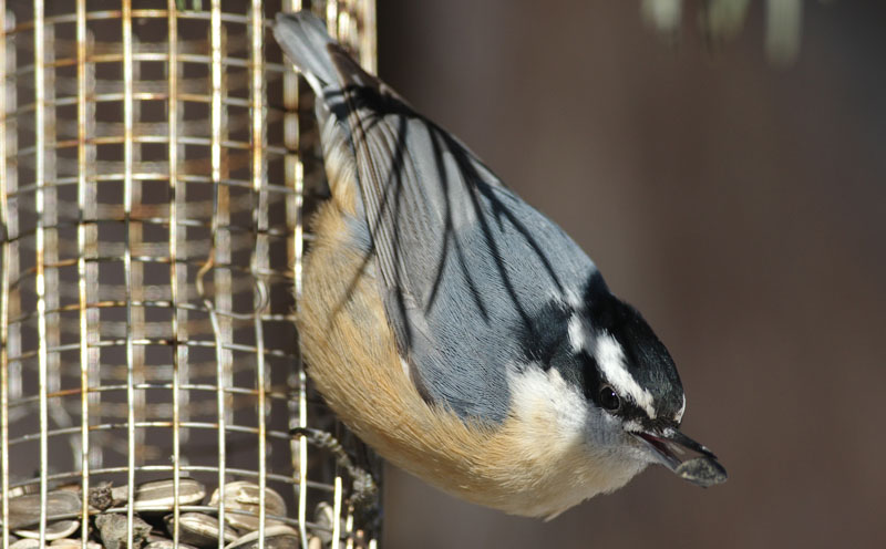 Nourrir les oiseaux en toute sécurité - FeederWatch