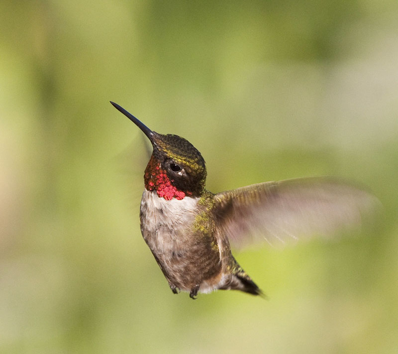 Nourrir les oiseaux en toute sécurité - FeederWatch