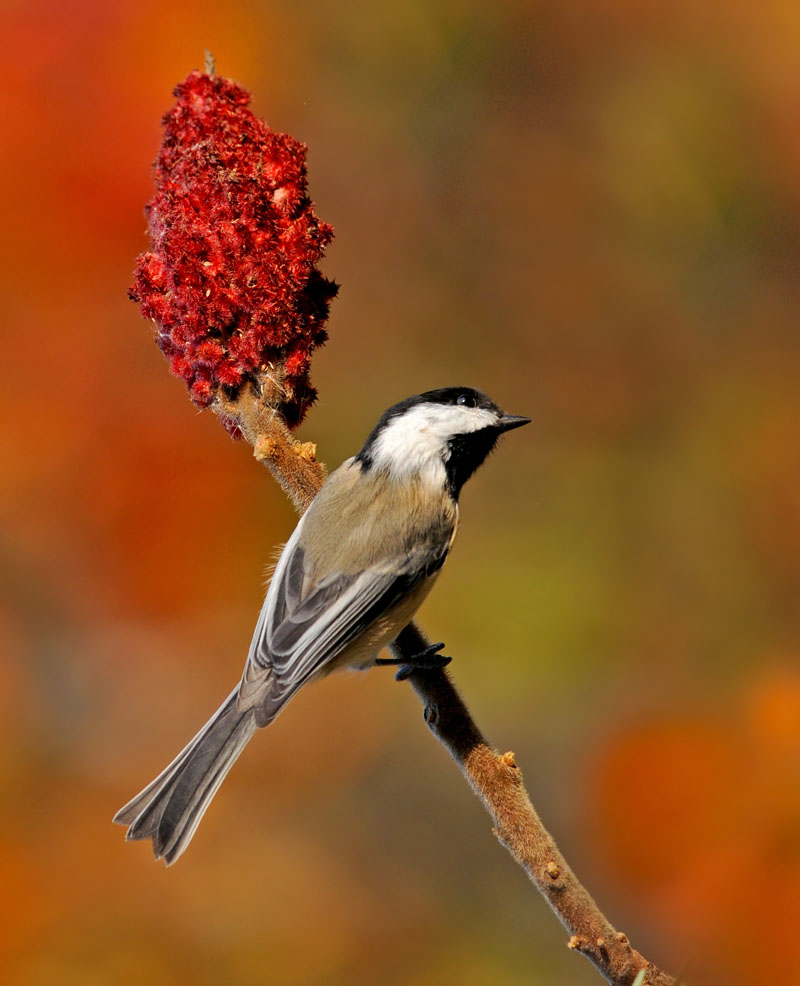 Mangeoire pour les oiseaux sur pied avec mésange - ailes ouvertes