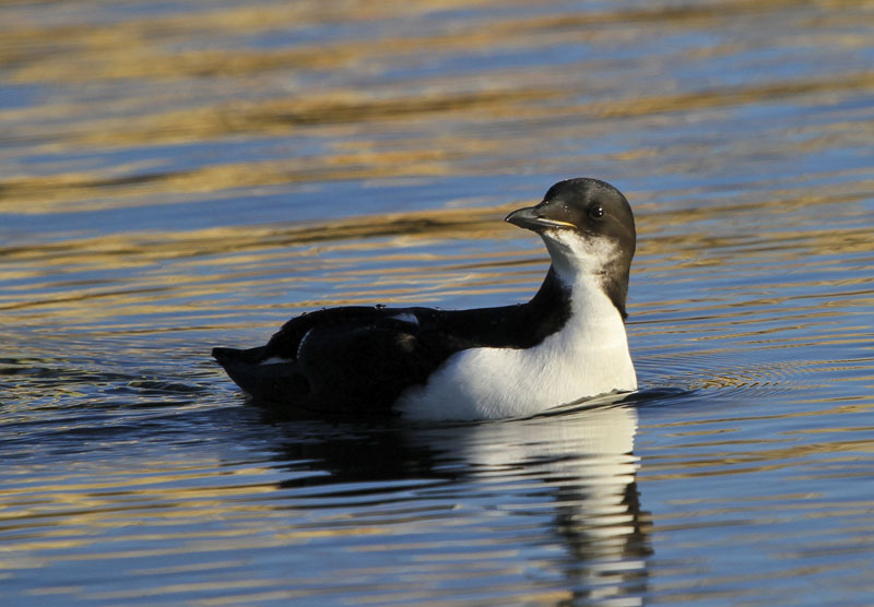 Murres - Thick-billed Murre