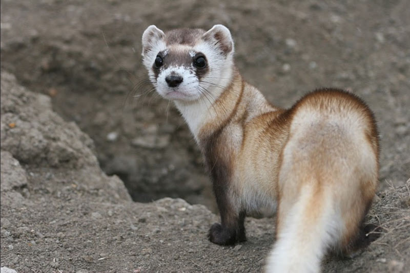 Hinterland Who's Who - Species at Risk in Canada Hinterland Who's Who - Species at Risk in Canada