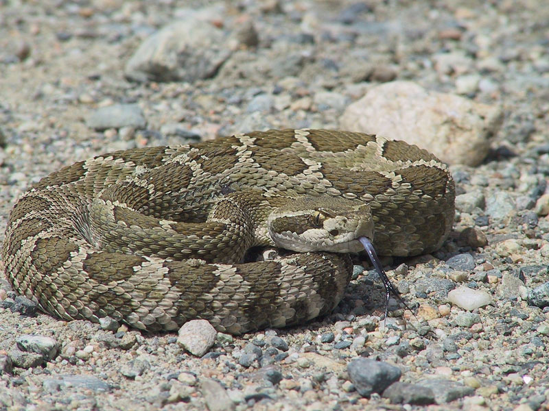 Hinterland Who's Who - Species at Risk in Canada Hinterland Who's Who - Species at Risk in Canada