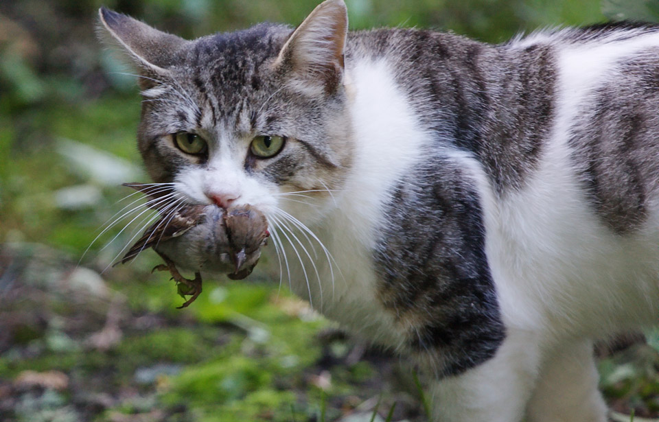 Chat domestique