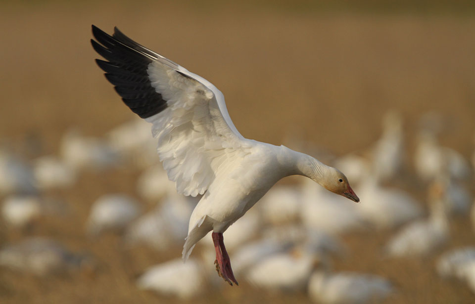 Lesser Snow Goose