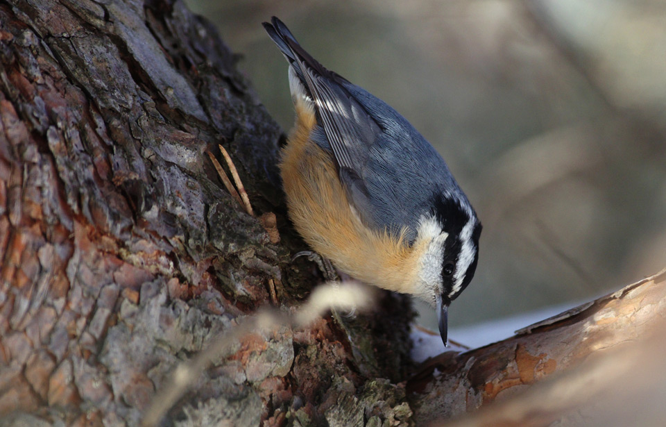 Faune et flore du pays - Nichoirs à oiseaux