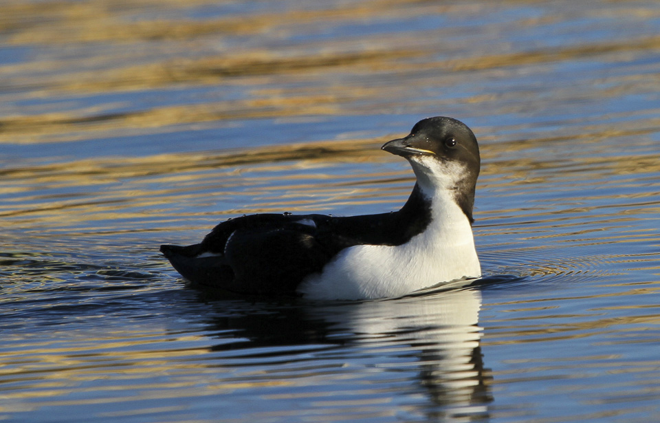 Thick billed Murre