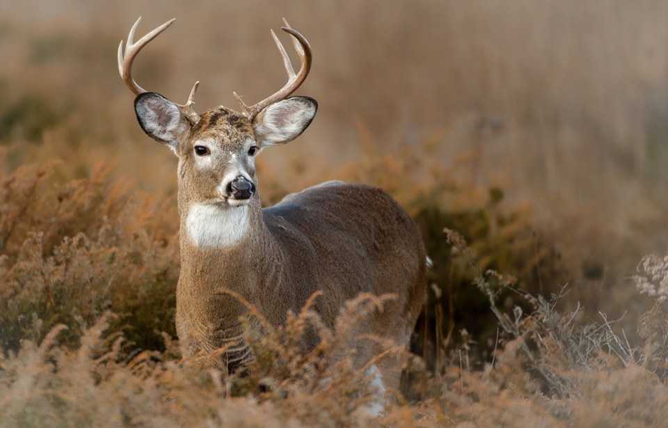 Cerf de Virginie