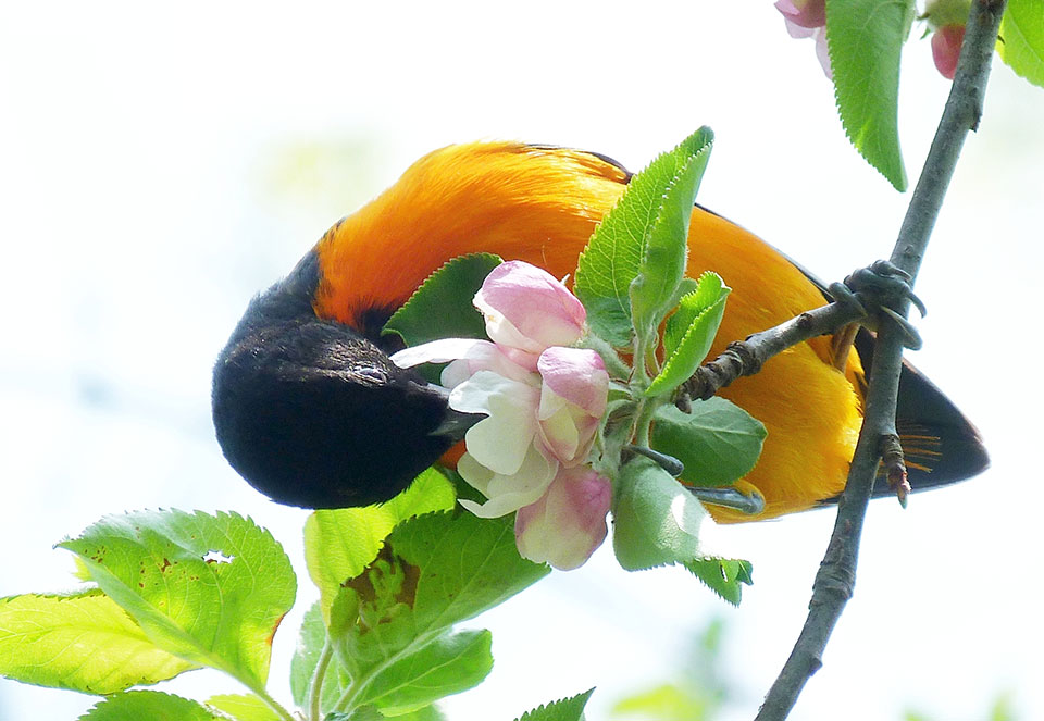 Baltimore Oriole