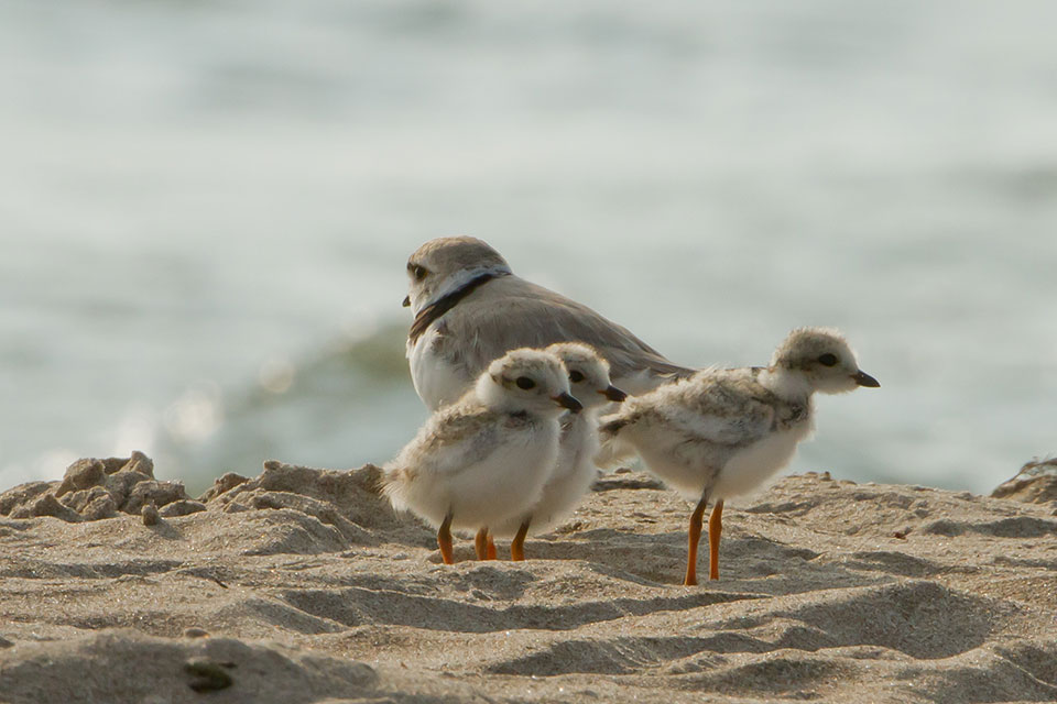 Piping-Plover