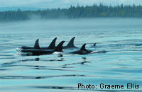 Killer Whale