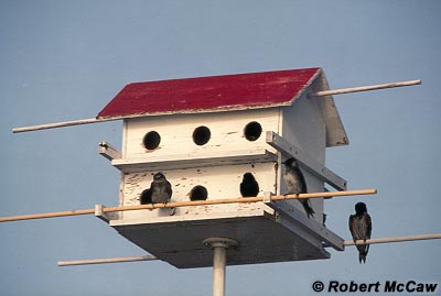 Martin Bird House