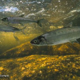 Atlantic whitefish