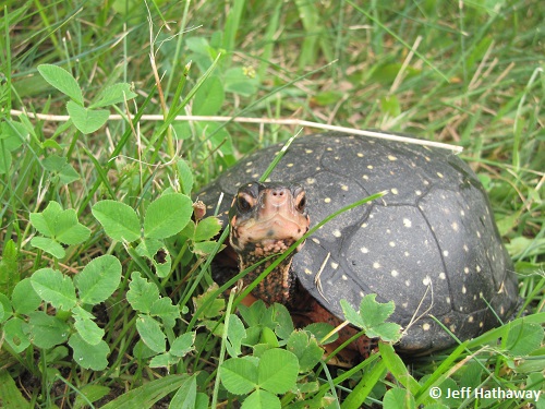 Spotted Turtle