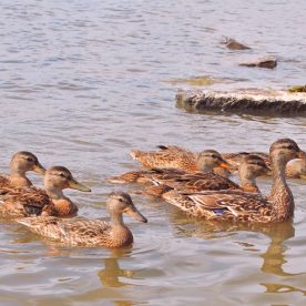 American Black Duck