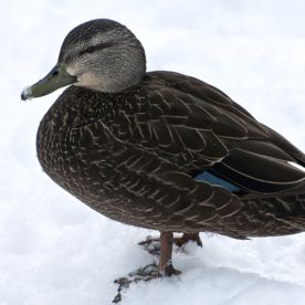 American Black Duck
