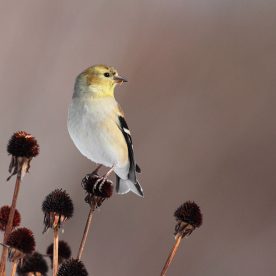American Goldfinch