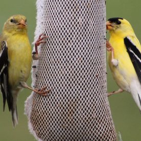 American Goldfinch