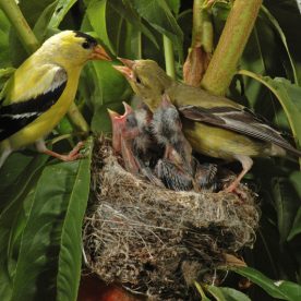 American Goldfinch