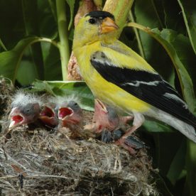 American Goldfinch