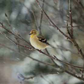 American Goldfinch