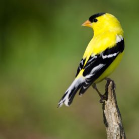 American Goldfinch