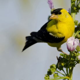 American Goldfinch