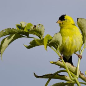 American Goldfinch