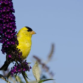 American Goldfinch