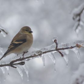 American Goldfinch