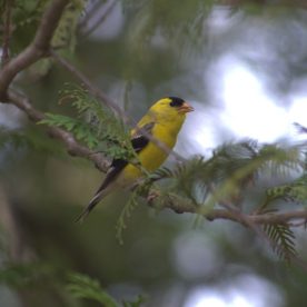 American Goldfinch
