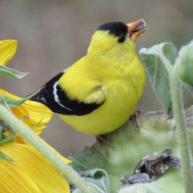 American Goldfinch
