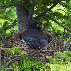 American Robin