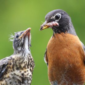 American Robin