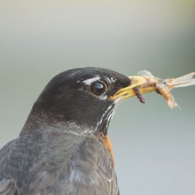 American Robin
