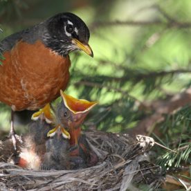 American Robin