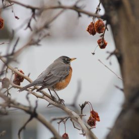 American Robin