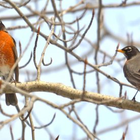 American Robin