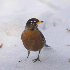 American Robin