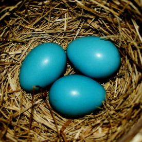 American Robin eggs in nest