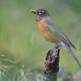 American Robin with worm in beak